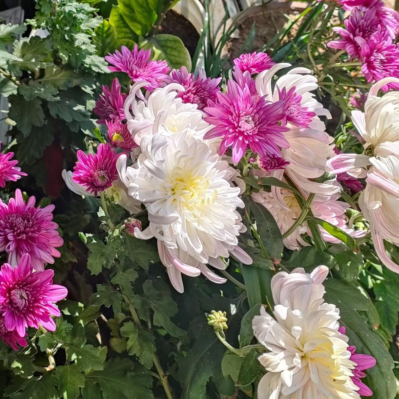 有没有漂亮的花朵图片吗秋冬时节，万木凋零，然而仍有一些花朵不畏严寒，竞相开放，为