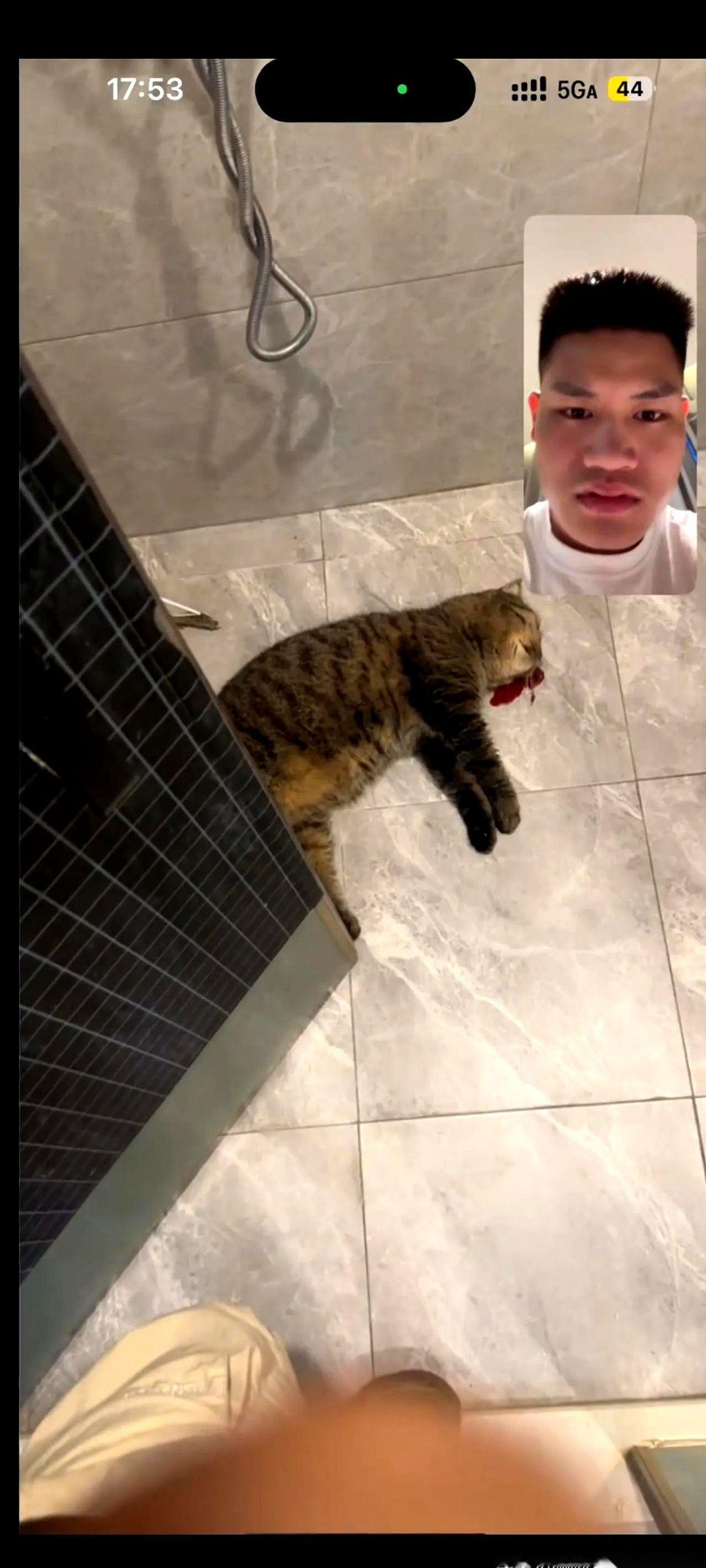 他以为打死的，只是一只“流浪猫”。他不知道，他打碎的，是一个家。酒店的服务员