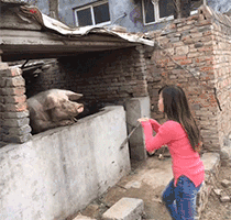 爆笑GIF: 妹子, 没事逗猪干嘛呢?
