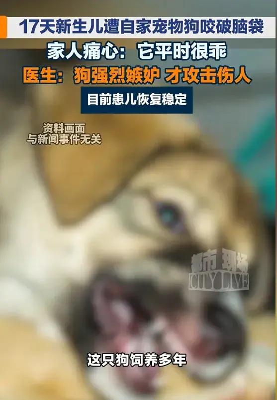 “养不熟就炖熟！”7月13日报道，浙江，一对小夫妻养了多年的狗狗平日里温顺听话，