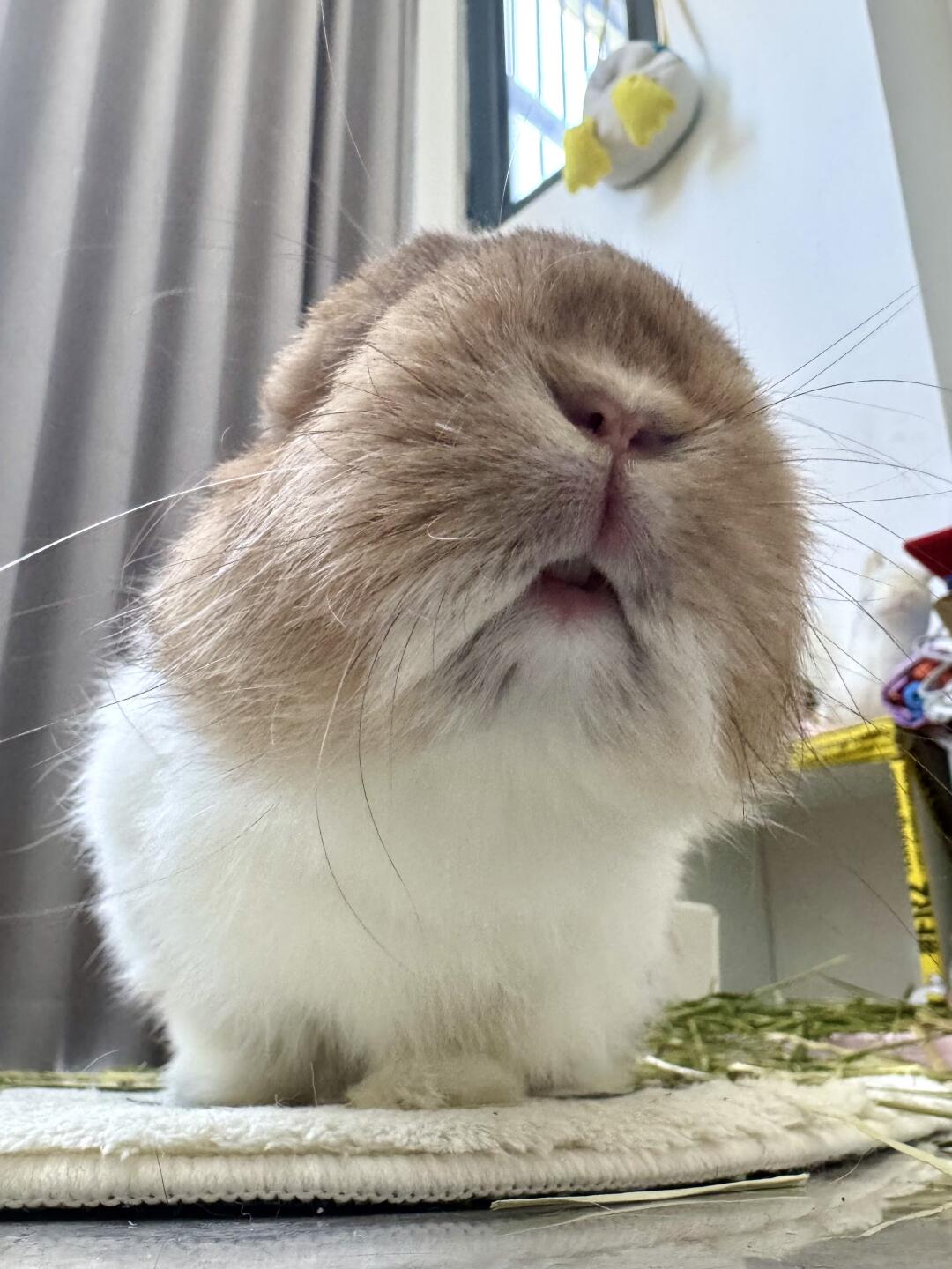 兔兔好奇闻闻时 小嘴原来是这样的😚