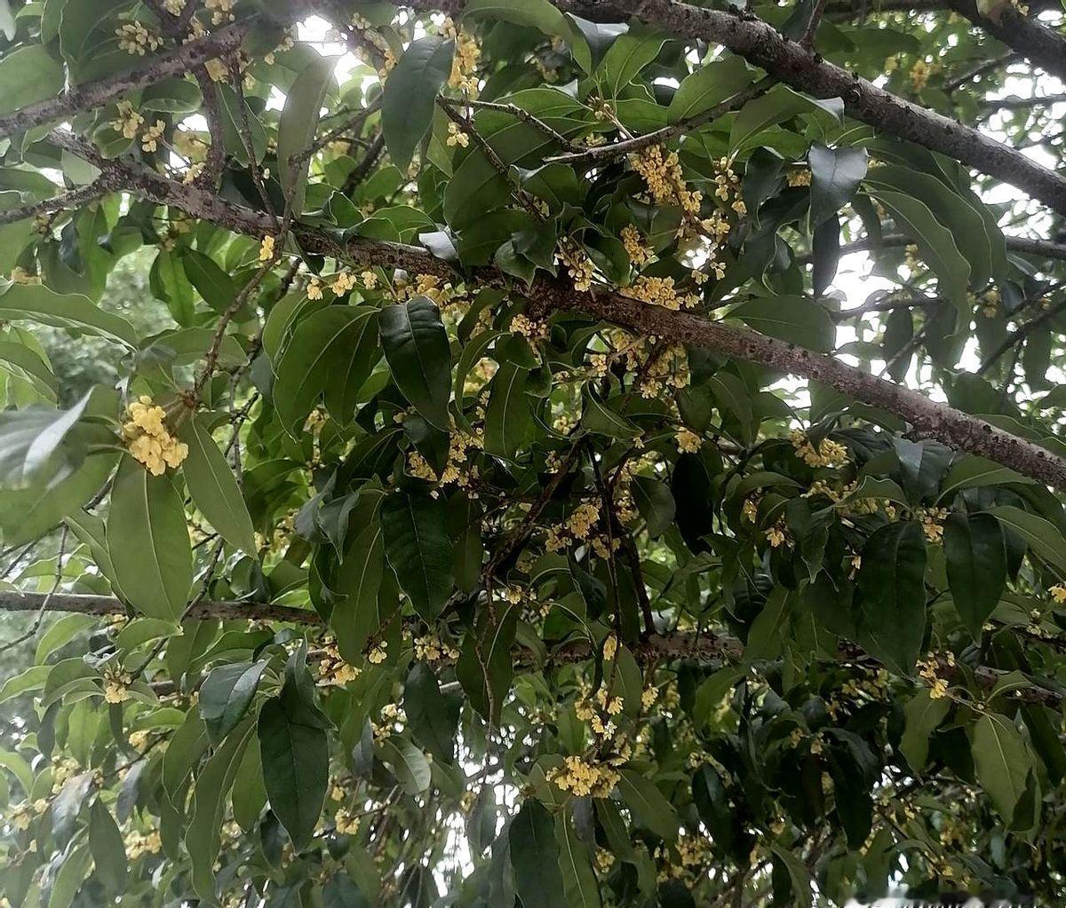 一天少赚一半，摊主食不下咽邻居两口子在路口卖炒饭，以前一天两千，现在一千都难