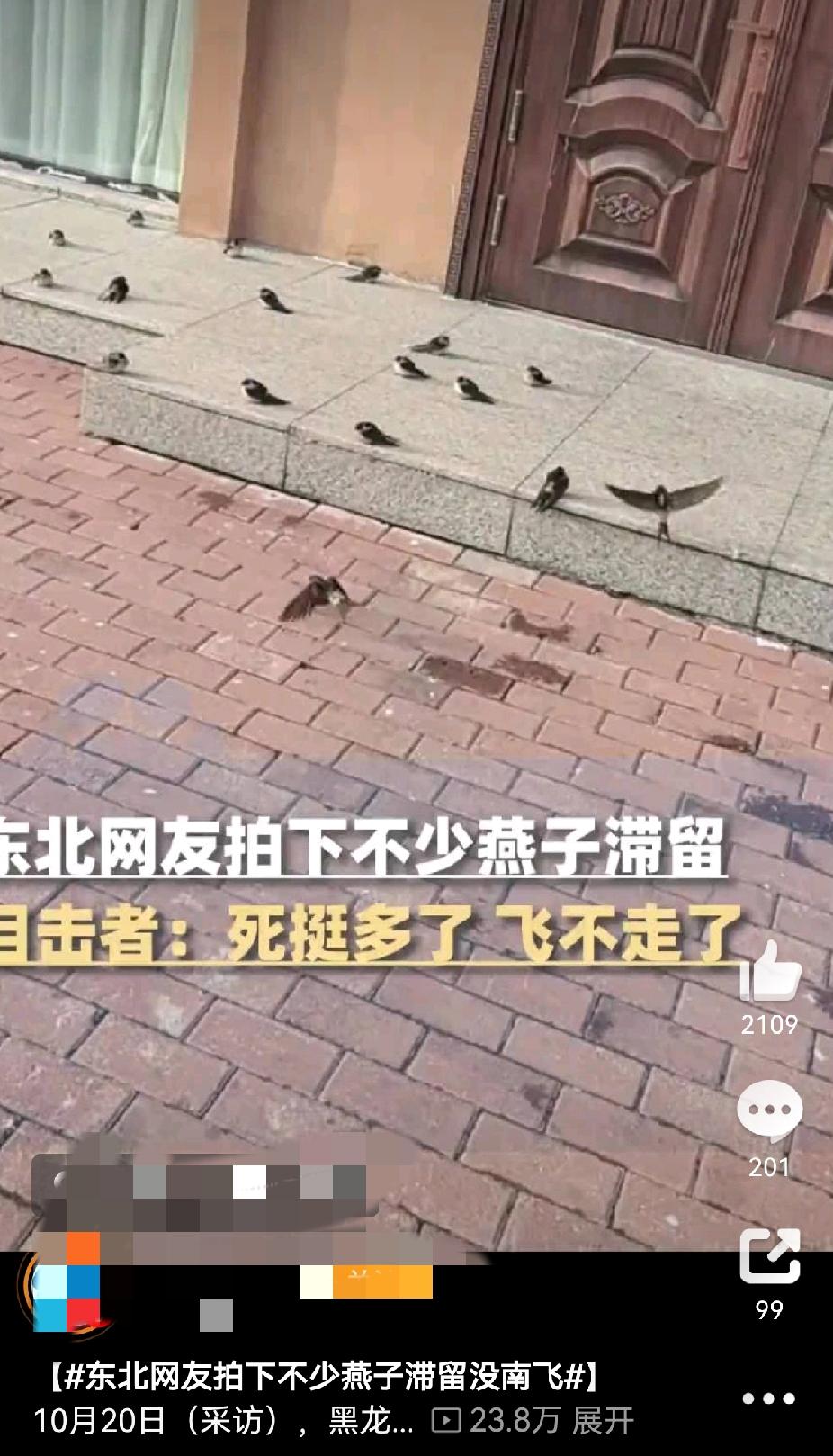 东北燕子集体“误机”？电线杆上扎堆唠嗑，降温冻得飞不动家人们快看！东北都飘