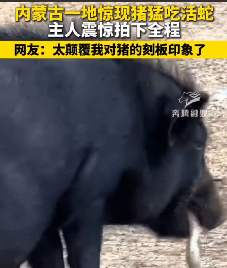 彻底颠覆了对猪的固有认知！”内蒙古一女子突然发现自己家的猪在咬什么东西，起初还以