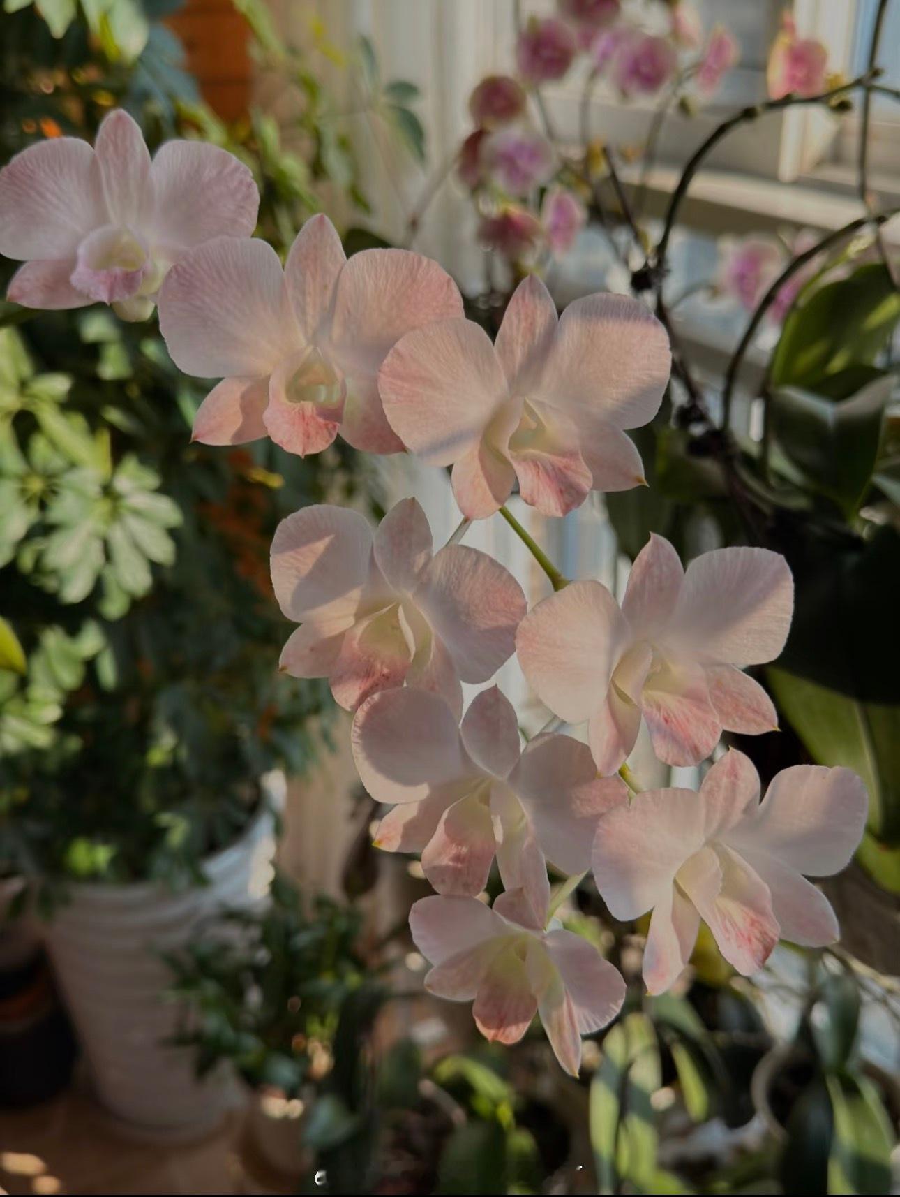 石斛兰的核心种植方法：1.栽培方式：1️⃣附生（模拟原生环境）：绑在树干、蛇木