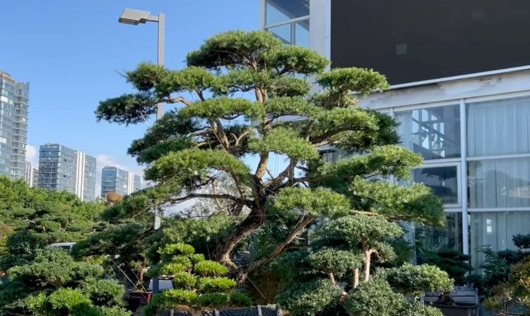 采购一棵近80万元, 供货价3.8万元, 福建烟台山公园“天价树”已有多棵死亡