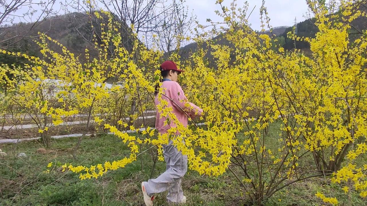 秦岭洛源镇的连翘花海有多美！🌼秦岭洛源镇的连翘花海太治愈了！成片的黄花像金色海