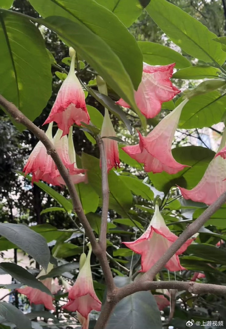 #成都一绿化带现情花毒曼陀罗#【成都一绿化带现“情花毒”曼陀罗？官方：有毒非政府