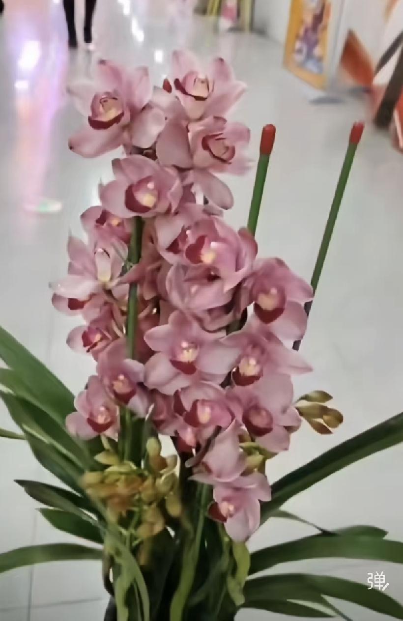 2025年3月4日中午12点，我穿着永辉发的蓝色围裙站在花店冰柜前，手有点抖。