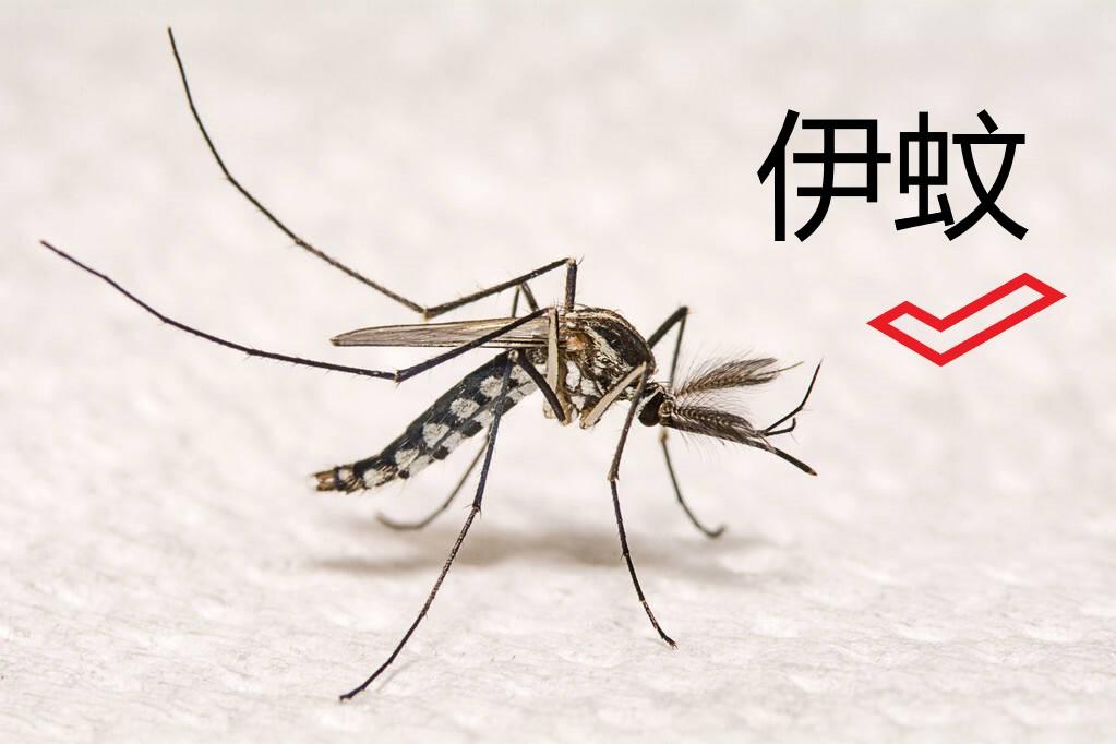 重要提醒！山东被归为基孔肯雅热流行风险Ⅱ类地区，该如何防护？ 最近，山东被划