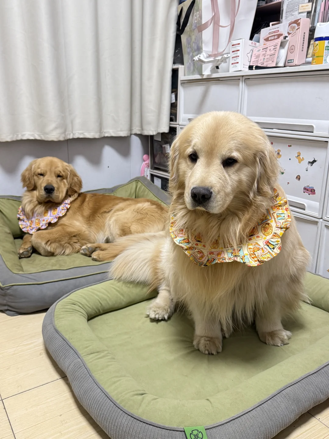 这种小狗一看就很好欺负