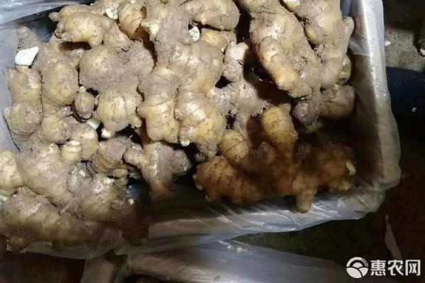 种生姜注意事项种生姜记住一句总纲：喜温怕寒、喜湿怕涝、喜肥怕连作、喜阴怕暴晒。