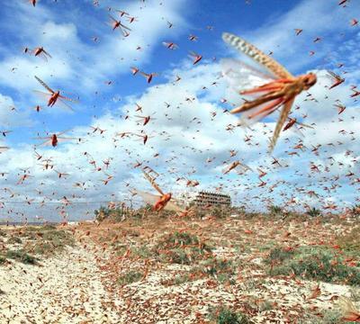 🌞2000年，蝗灾席卷新疆，浙江10万“鸭兵”被装进鸭笼，运上飞机，千里迢