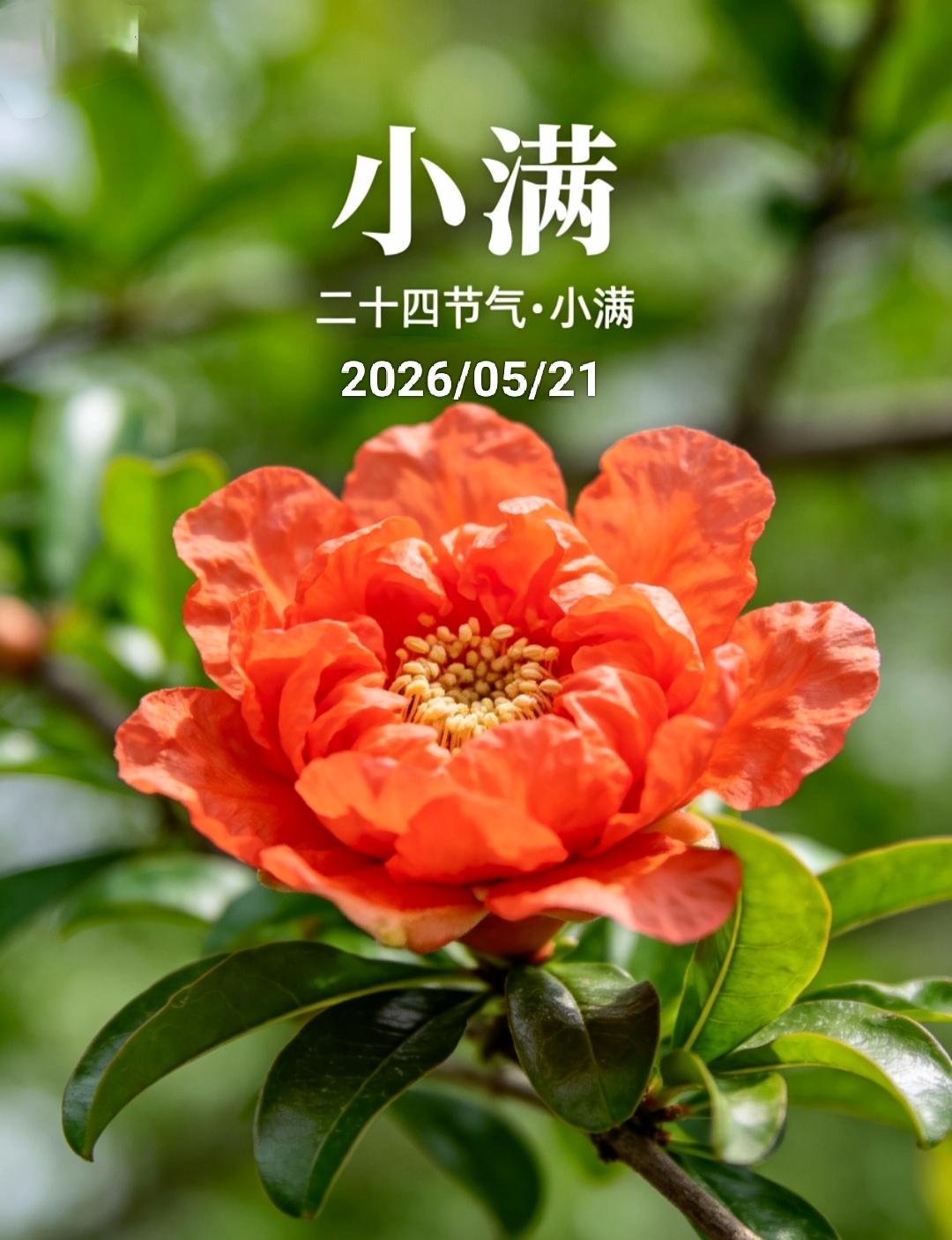 5.21小满早安寄语万事顺心如意[玫瑰]清晨安好[玫瑰]浅夏清