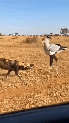 所有人都以为草原的对峙里，体型更娇小的一方会先认输，没想到，倒下去的会是它，那只