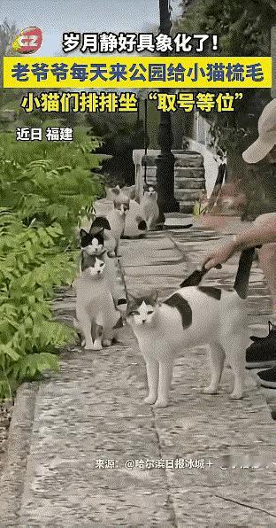 黑龙江，公园里常年有一群流浪小猫，自打老爷爷每天准时过来，小家伙们早就摸清了规律