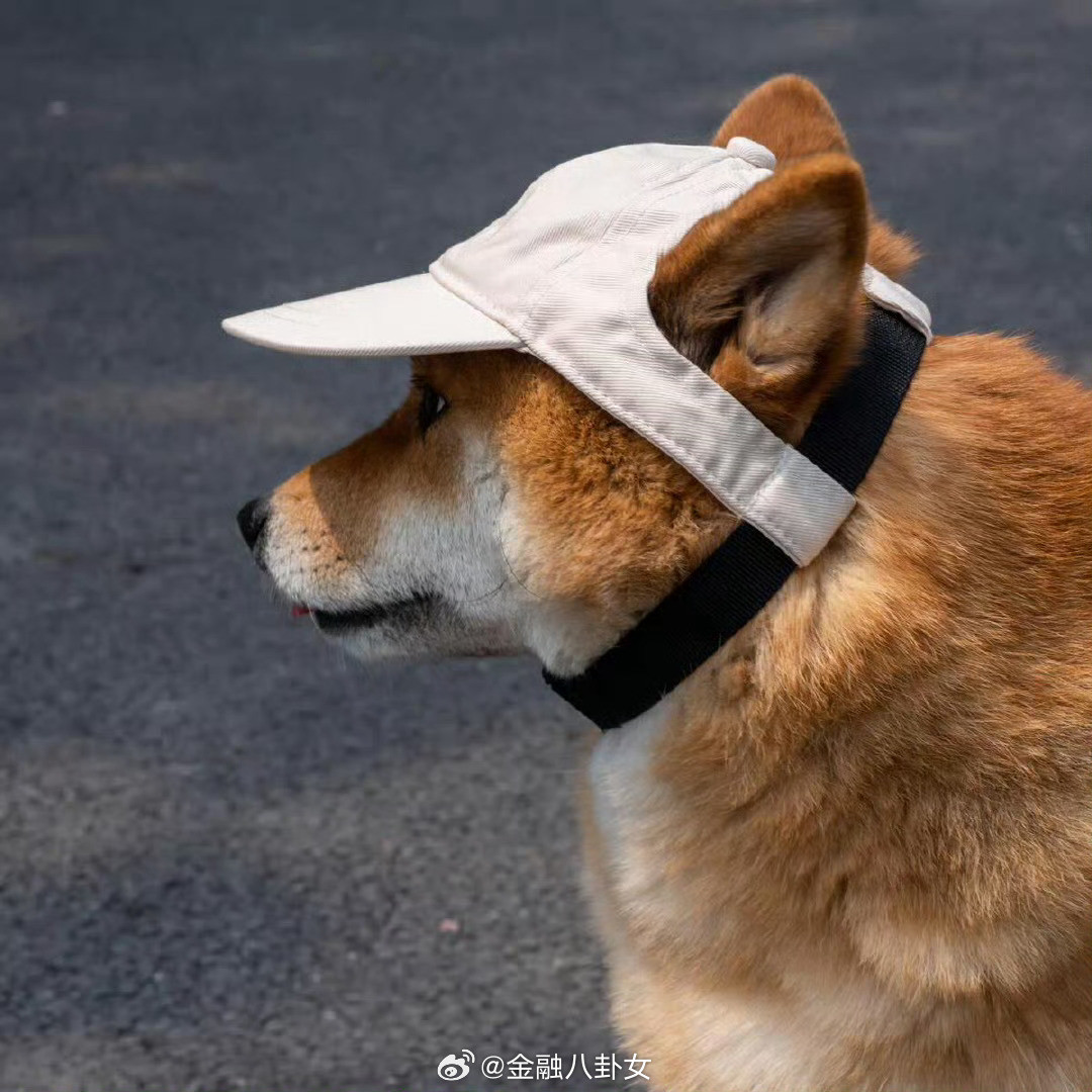 第一次见这么符合狗体工学的帽子[doge]​​​