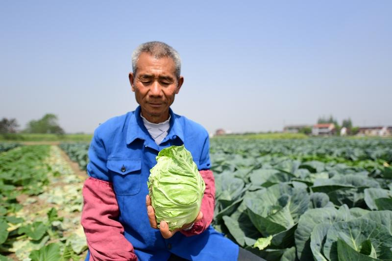 小时候，我家也有个菜园子。那时食品监管不严，蔬菜安全问题让人忧心，实现“蔬菜自由