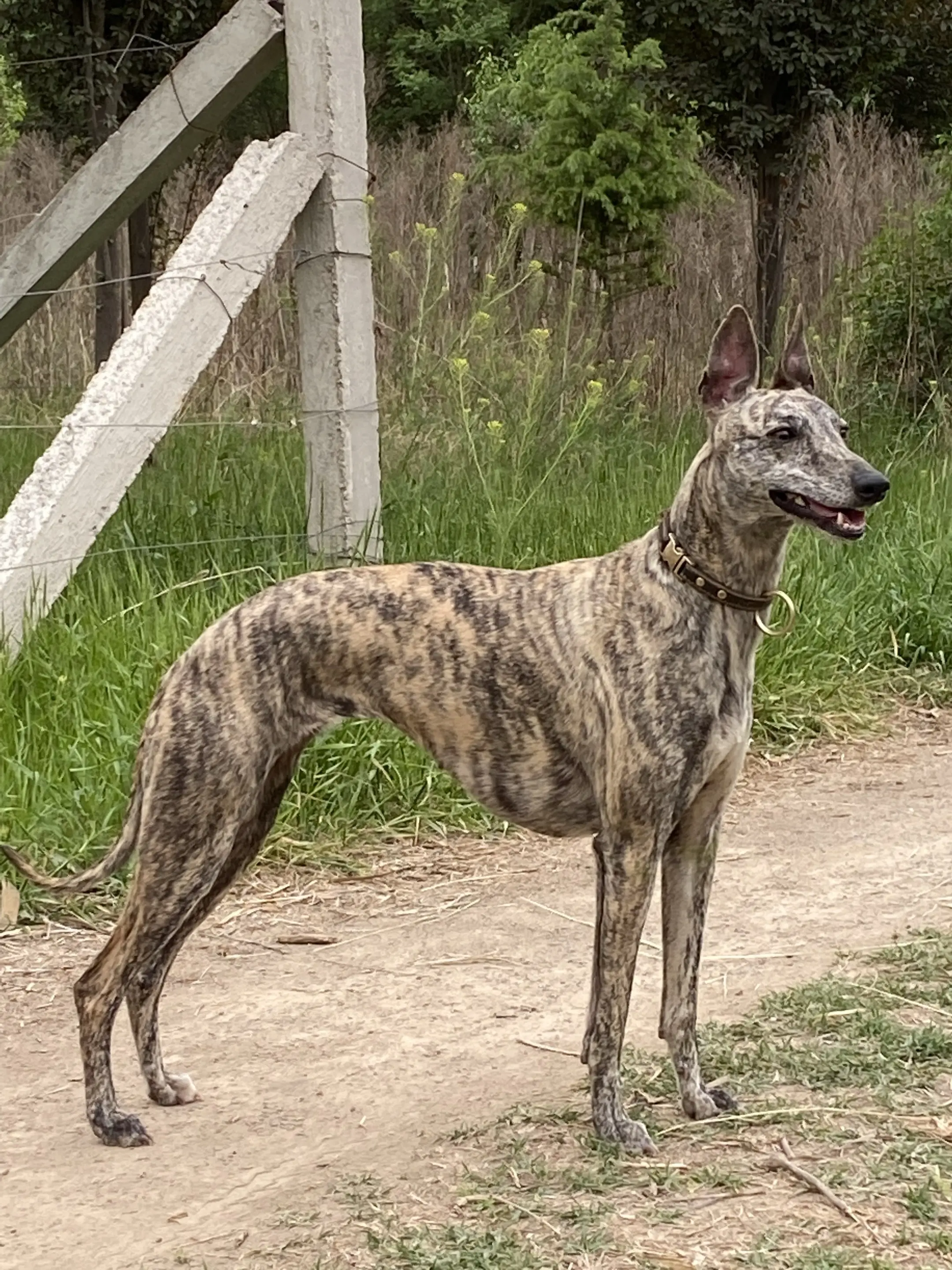 猎兔犬细狗 虎纹犬 细狗犬 细犬 纯种细狗