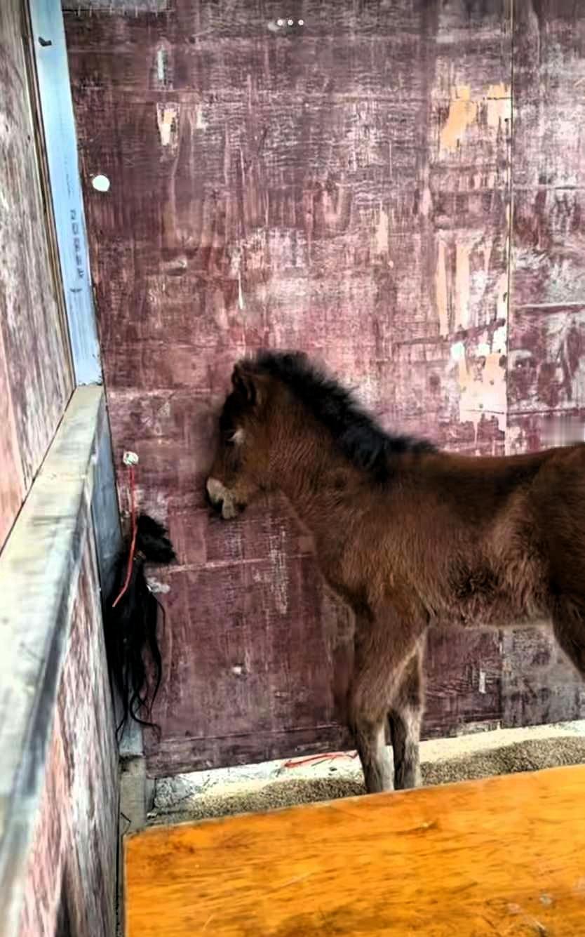 “看哭了！”四川，一男子家母马产后14天因病离世，男子本以为幼崽懵懂，不懂什么是