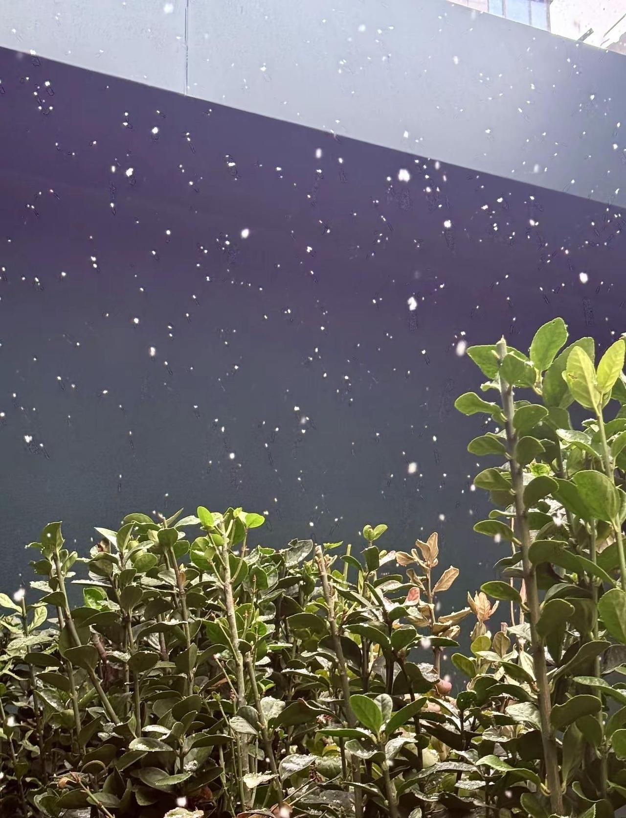 十几年不下雪的上海突然飘雪～上海下雪了初雪下雪啦