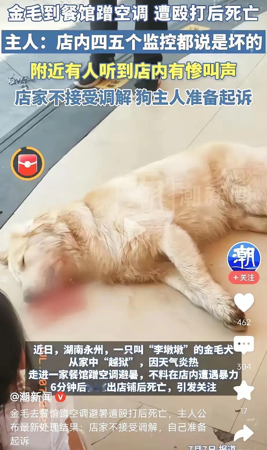 金毛偷溜去饭店蹭空调，被老板暴力打死，主人发誓讨回公道，最终却达成和解。刚看