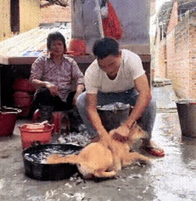 杀鸡现场惊变