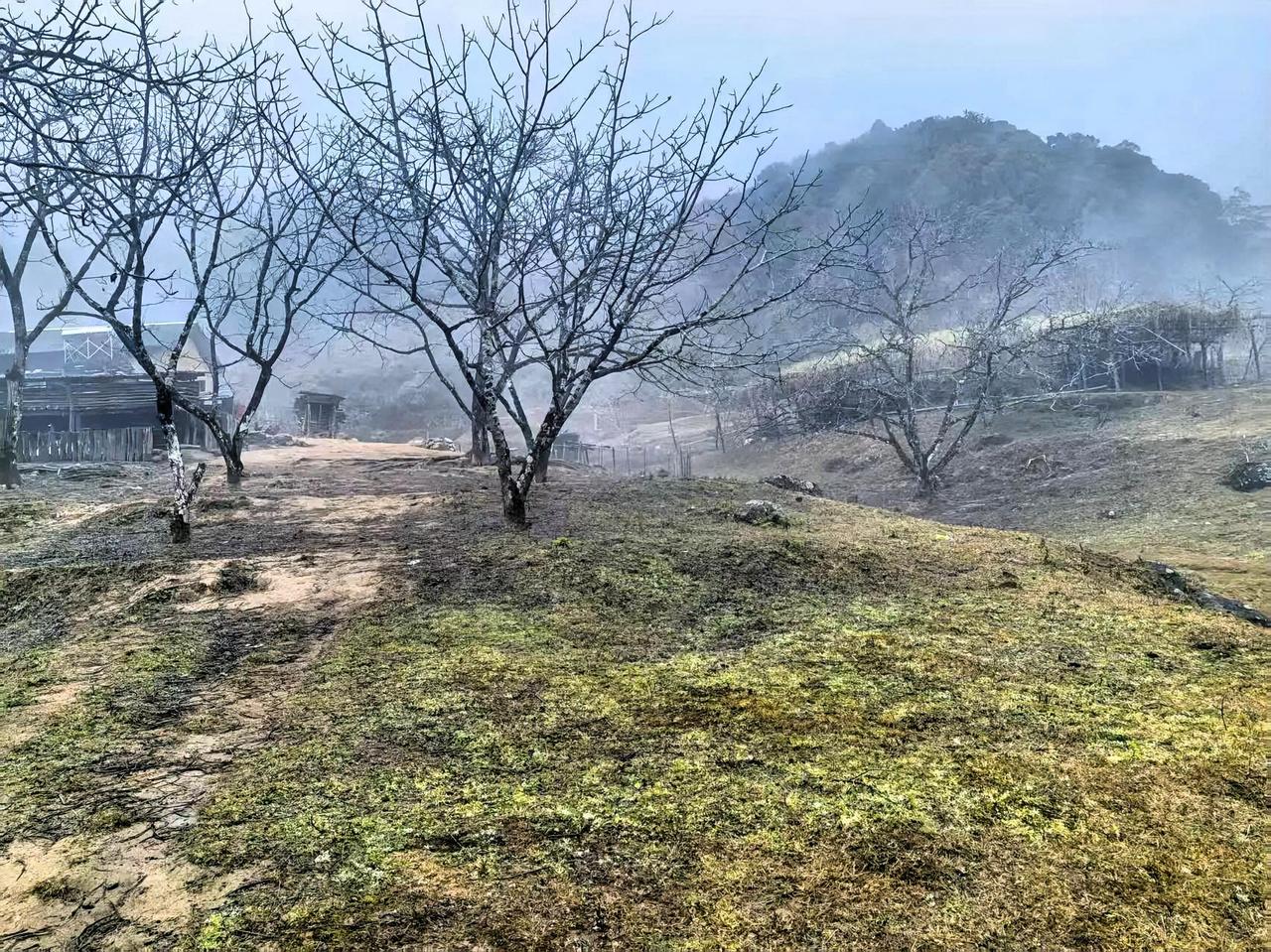 雾锁山头树，烟笼古道旁。这般如诗之景，让我不禁翻出相册中那独特的树杈子。照片里，