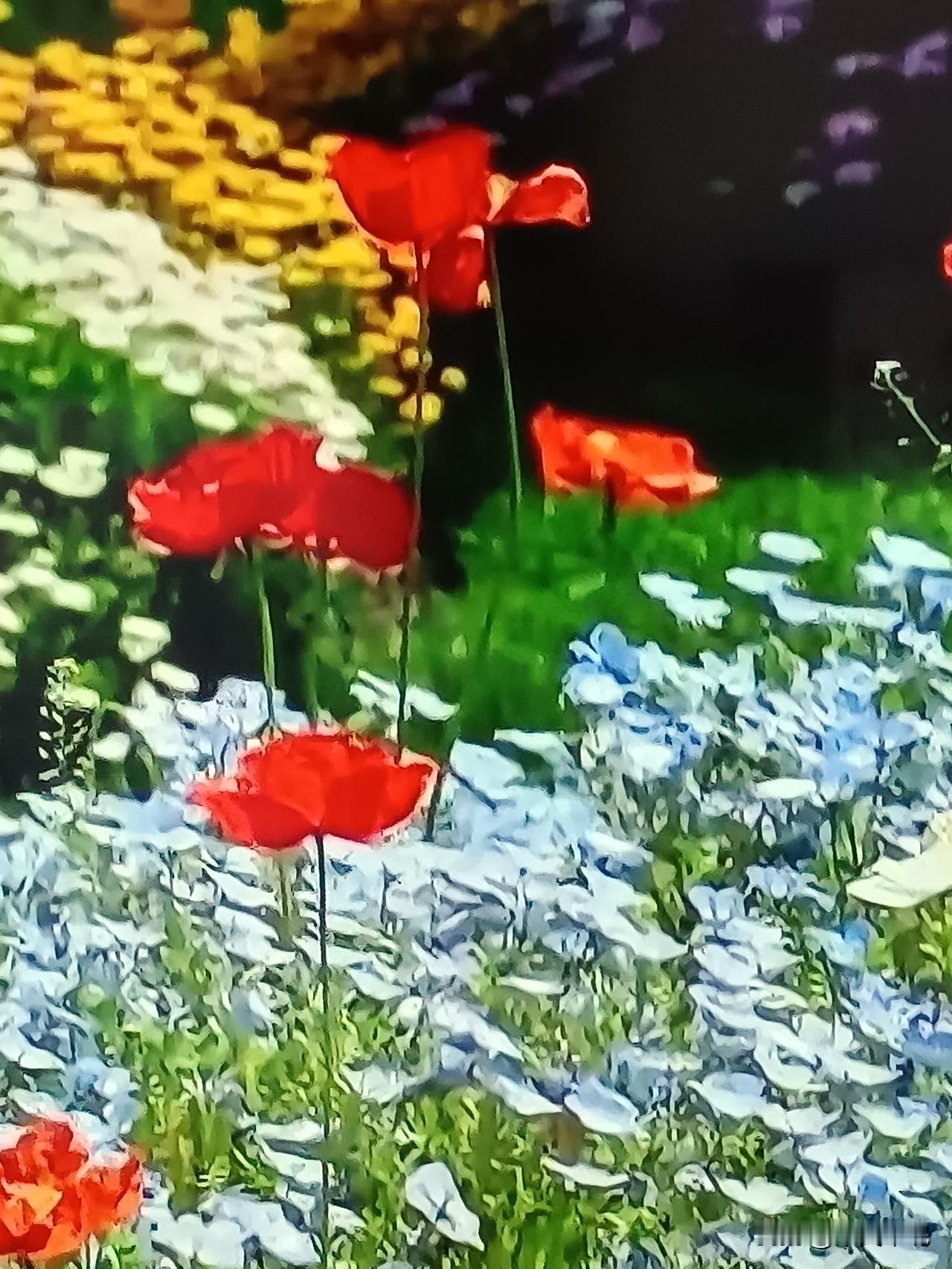 去花田小镇玩儿。今年春天最想实现的，就是去花田小镇住上几天。那里的阳光应