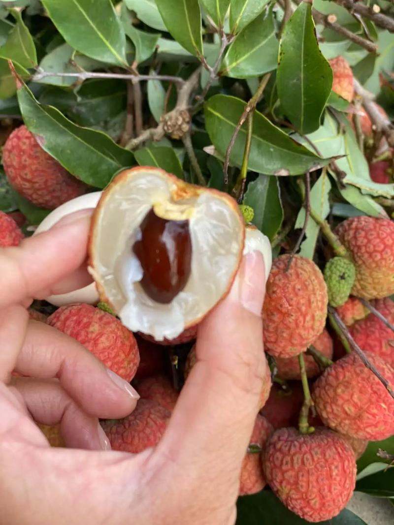 广东水果，高州荔枝封神攻略🍒中国荔乡现摘爆汁甜高州荔枝直接甜到心尖，作为中国