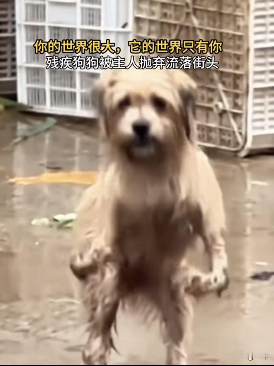 这天，天上下着小雨，一位小姐姐去菜场买菜，当她来到那里的时候，看到了令人同情的一