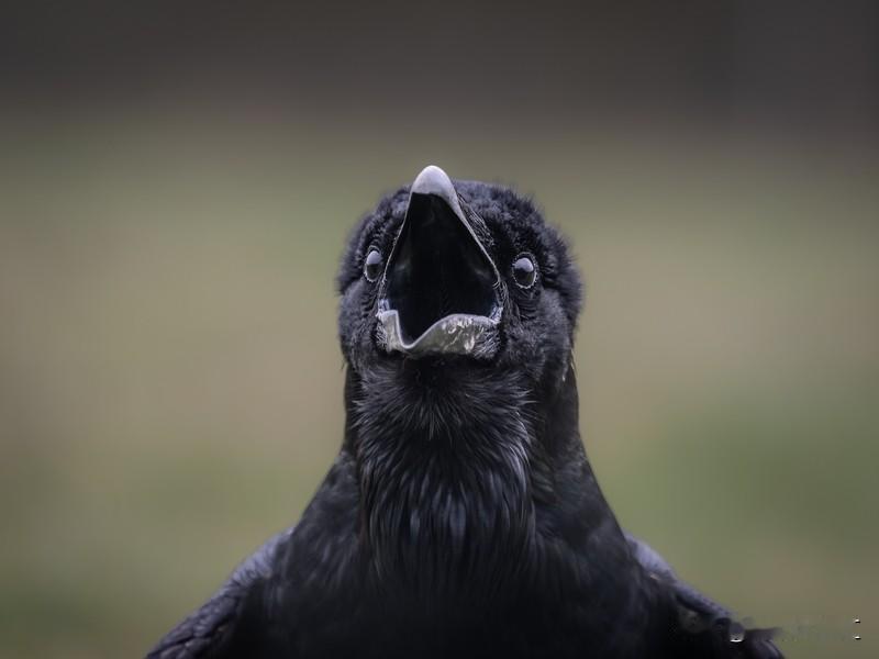 要说我认识最聪明的鸟类，鹦鹉和乌鸦必须拥有姓名。鹦鹉大多生活在热带森林，喜欢成