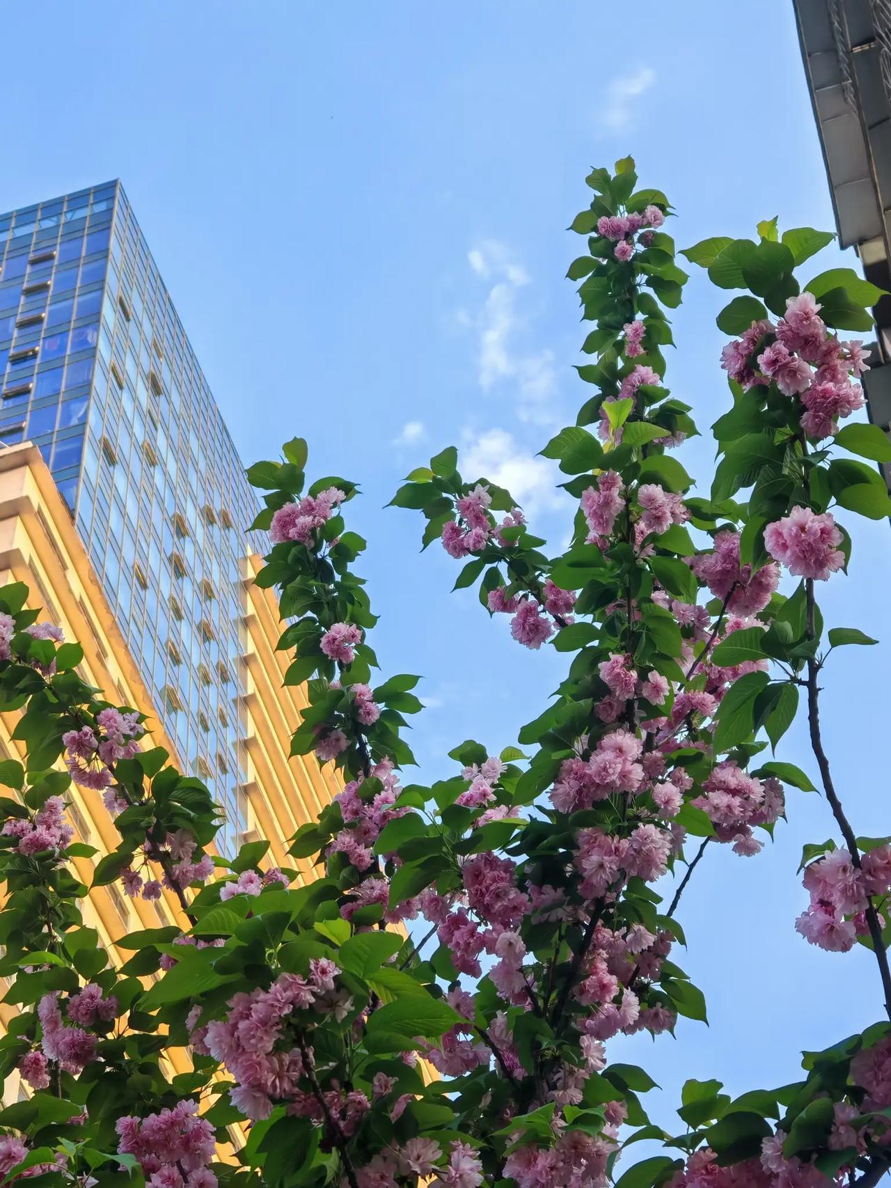 我们都要好好地享受一下春天的美好，用脚步丈量，用手轻轻抚摩，用身心去感受！[加油