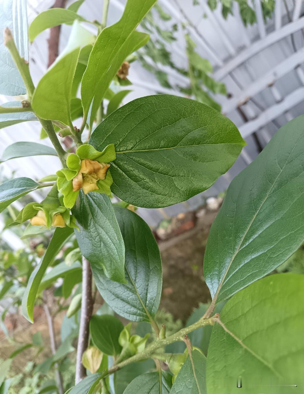 3年才挂果