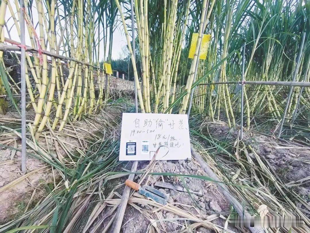 浙江,一“可偷甘蔗地”成打卡点,上百网友深夜体验,80后“地主”:已收偷款6千元