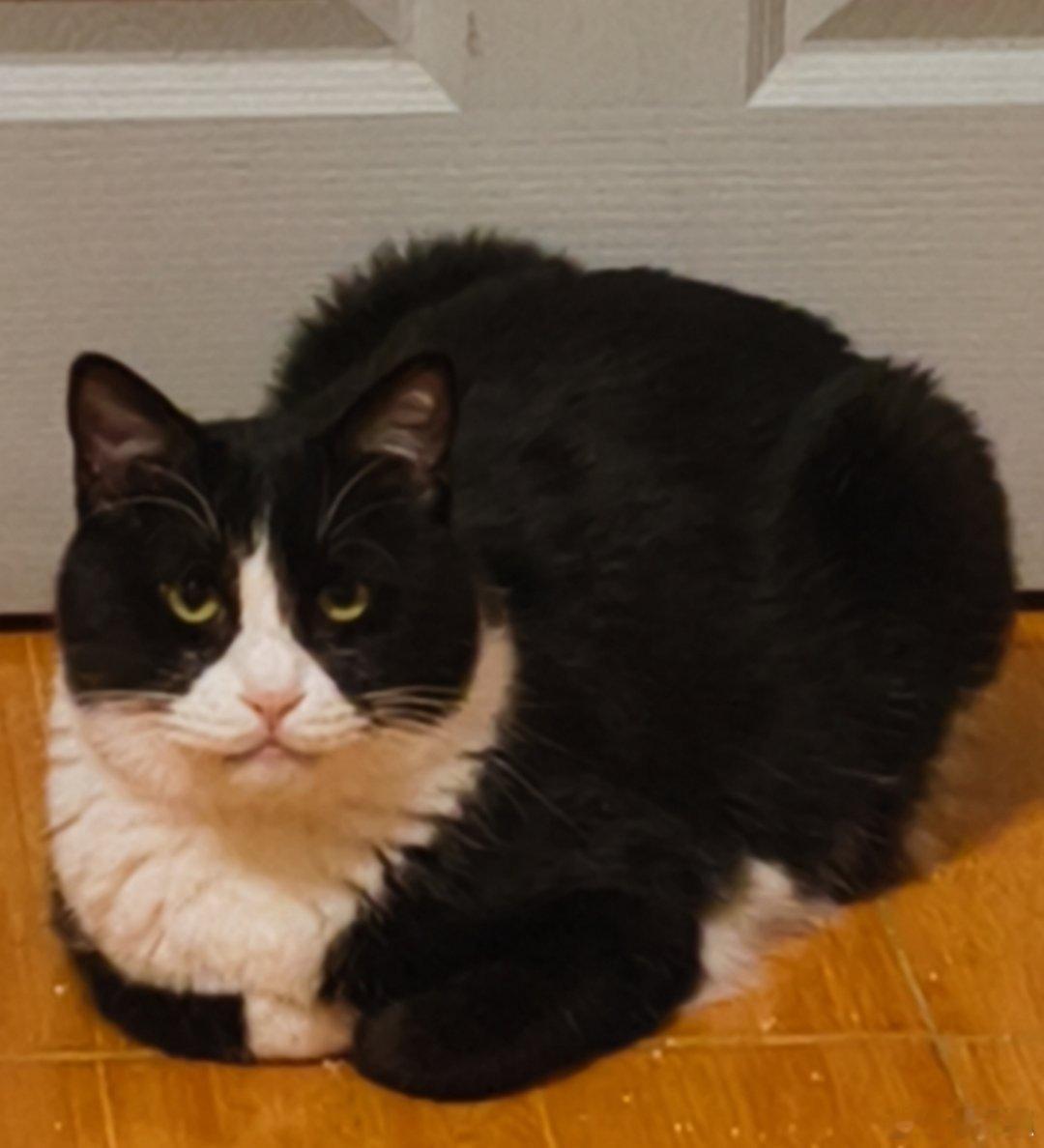 世界猫咪日七只猫咪大合体