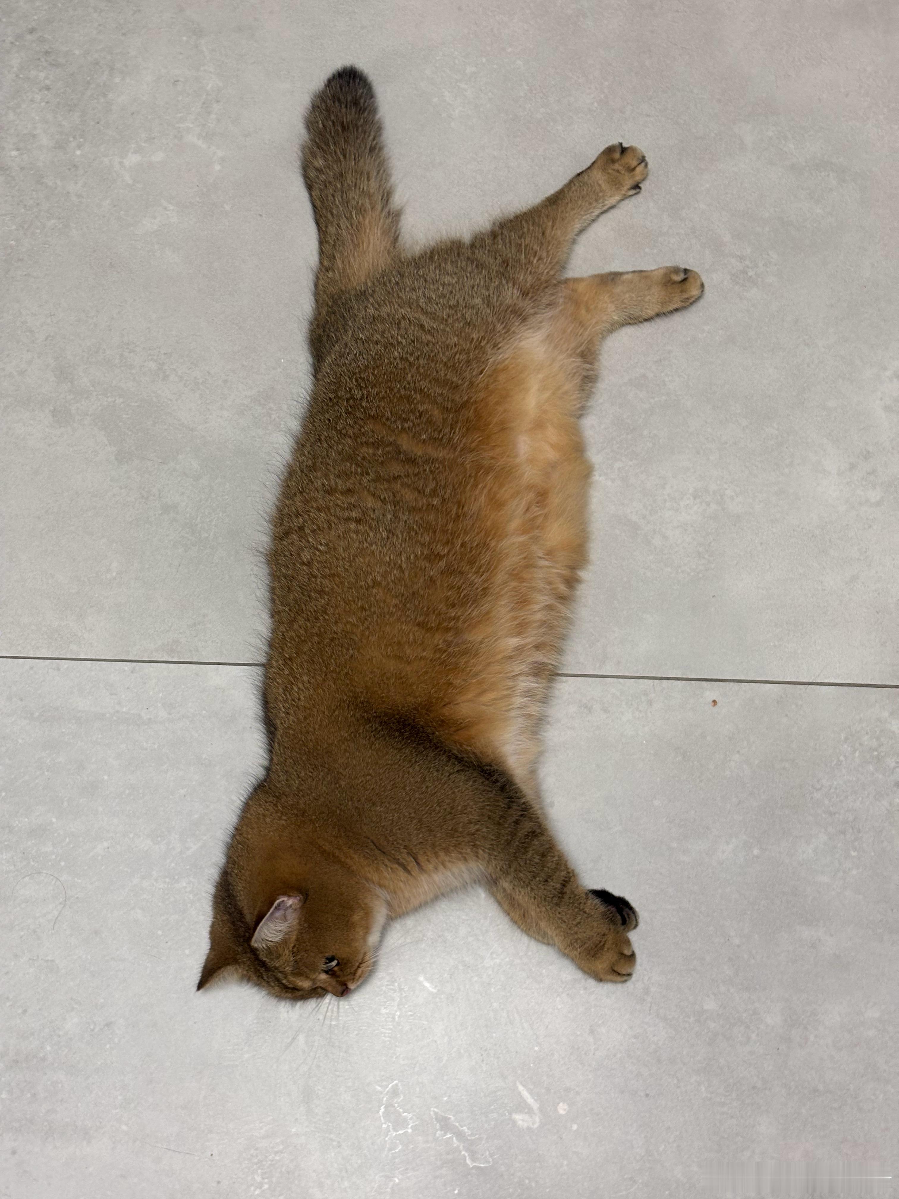 莫打扰俺睡觉猫咪​​​