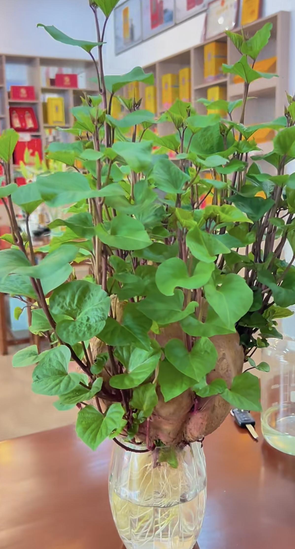 分享我这周有趣的事：不是绿植养不起，而是红薯更有性价比绿植随手拍的绿植