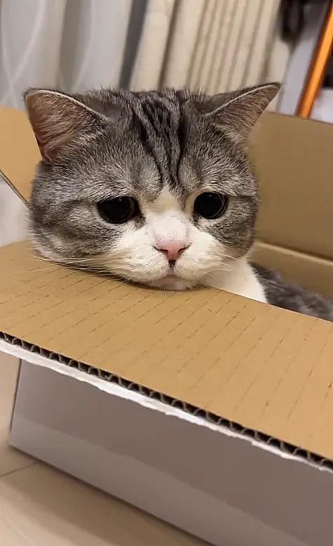 好吧,即便是拥有崭新的纸盒子,眼里也已经没有光了。毕竟,丢下小猫咪一个人,去上班