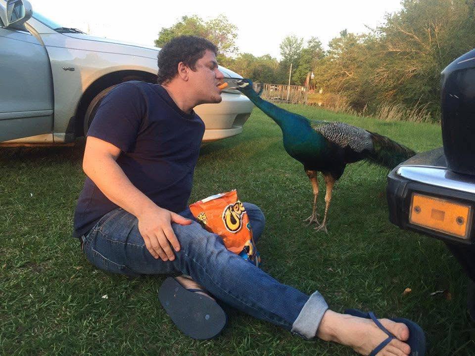 十年前，一只孔雀从网友嘴里叼走奇多零食，画面记录了人与野生动物的近距离接触。这种