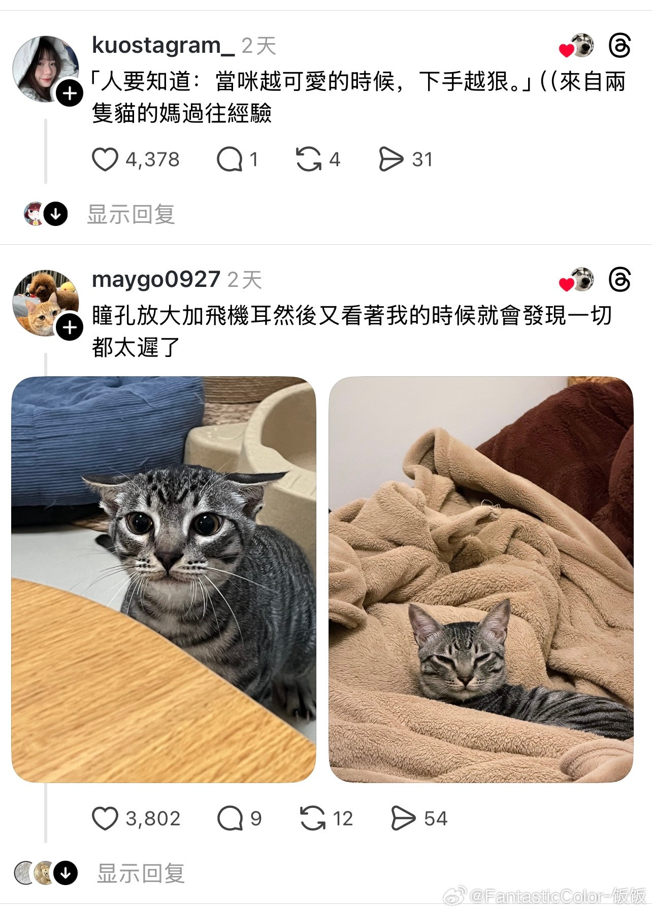 猫咪的狩猎模式
