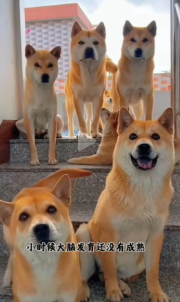 中华田园犬特别招人喜爱，可就是有个不足之处