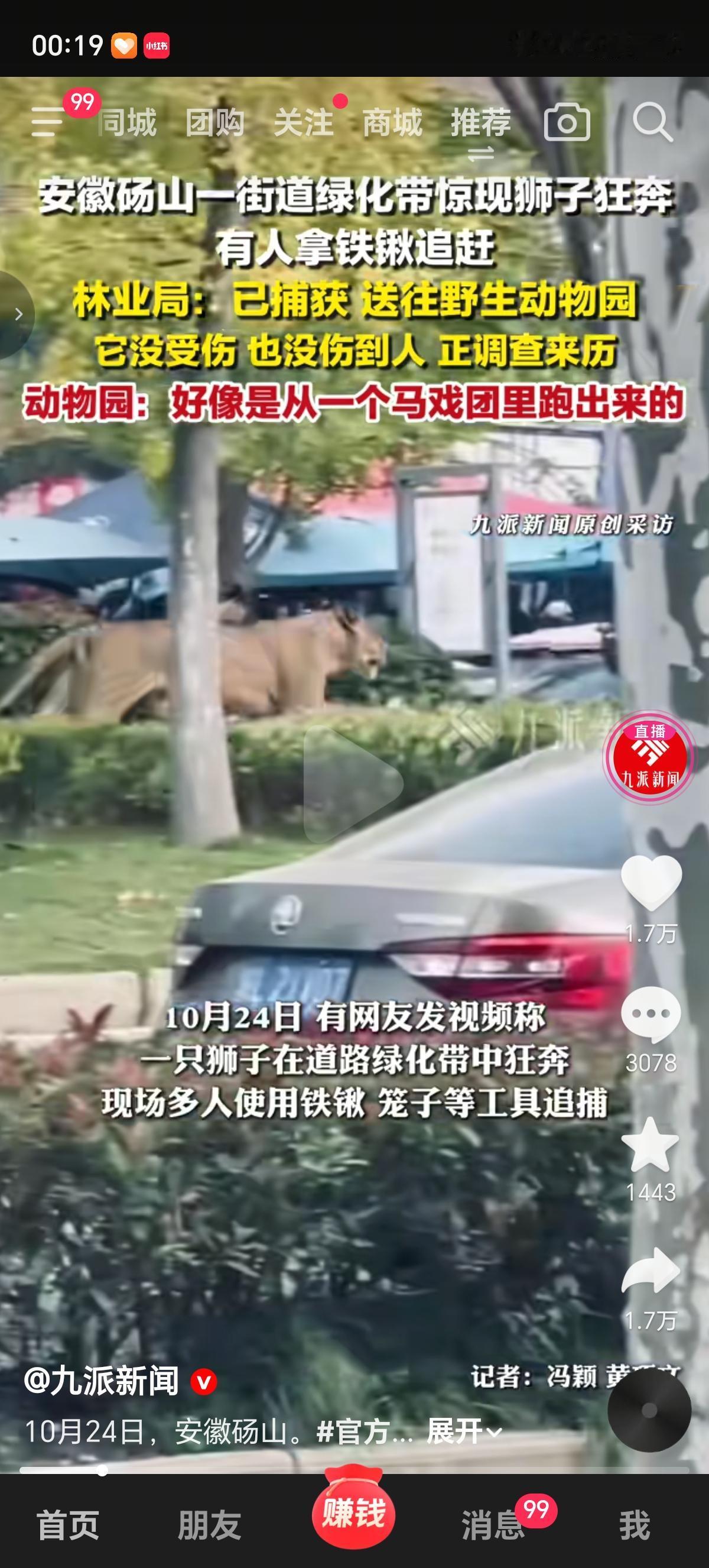 拿铁锹追赶狮子，还把狮子装进了笼子里，你敢信？10月24日上午，安徽宿州市