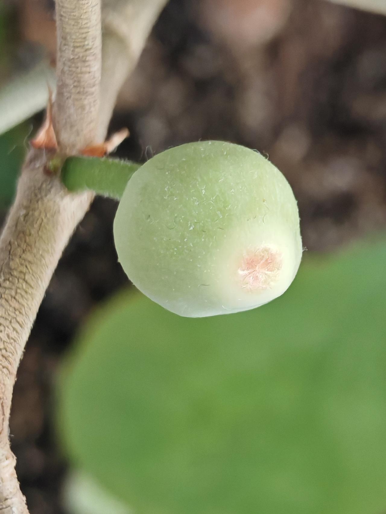 与痛风斗争的历程125天气晴，今天是大寒，一年中最寒冷的时节。过了大