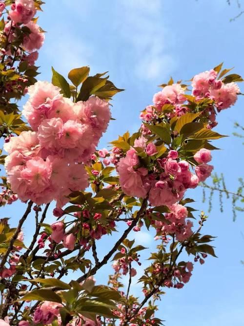 视同缴费年限什么是视同缴费年限？1．在国家新的社会保险制度实行之前（1992