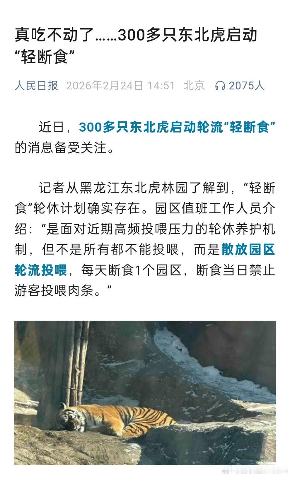 真吃不动了，东北虎也要轻断食了