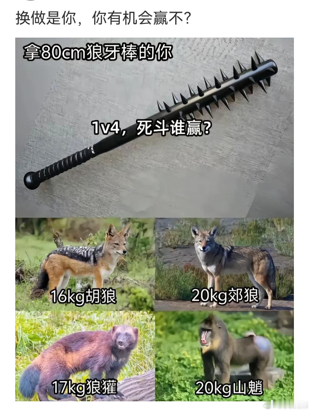 你们觉得人类拿着这个狼牙棒能1挑4打赢以下这四个动物吗？