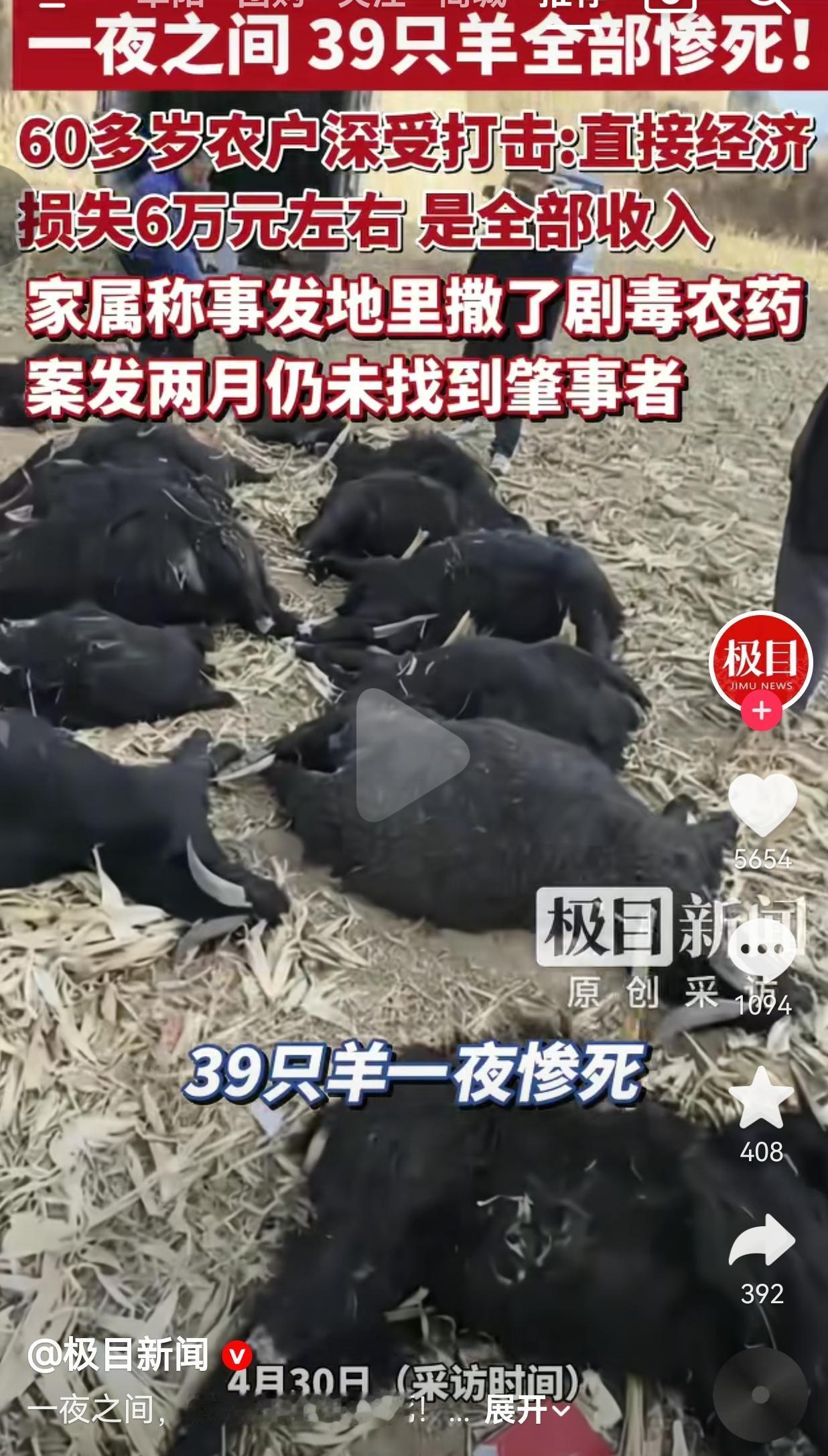 一夜之间，39只羊全死光，60岁老人哭到发抖，半年收入没了！山西霍州，一对