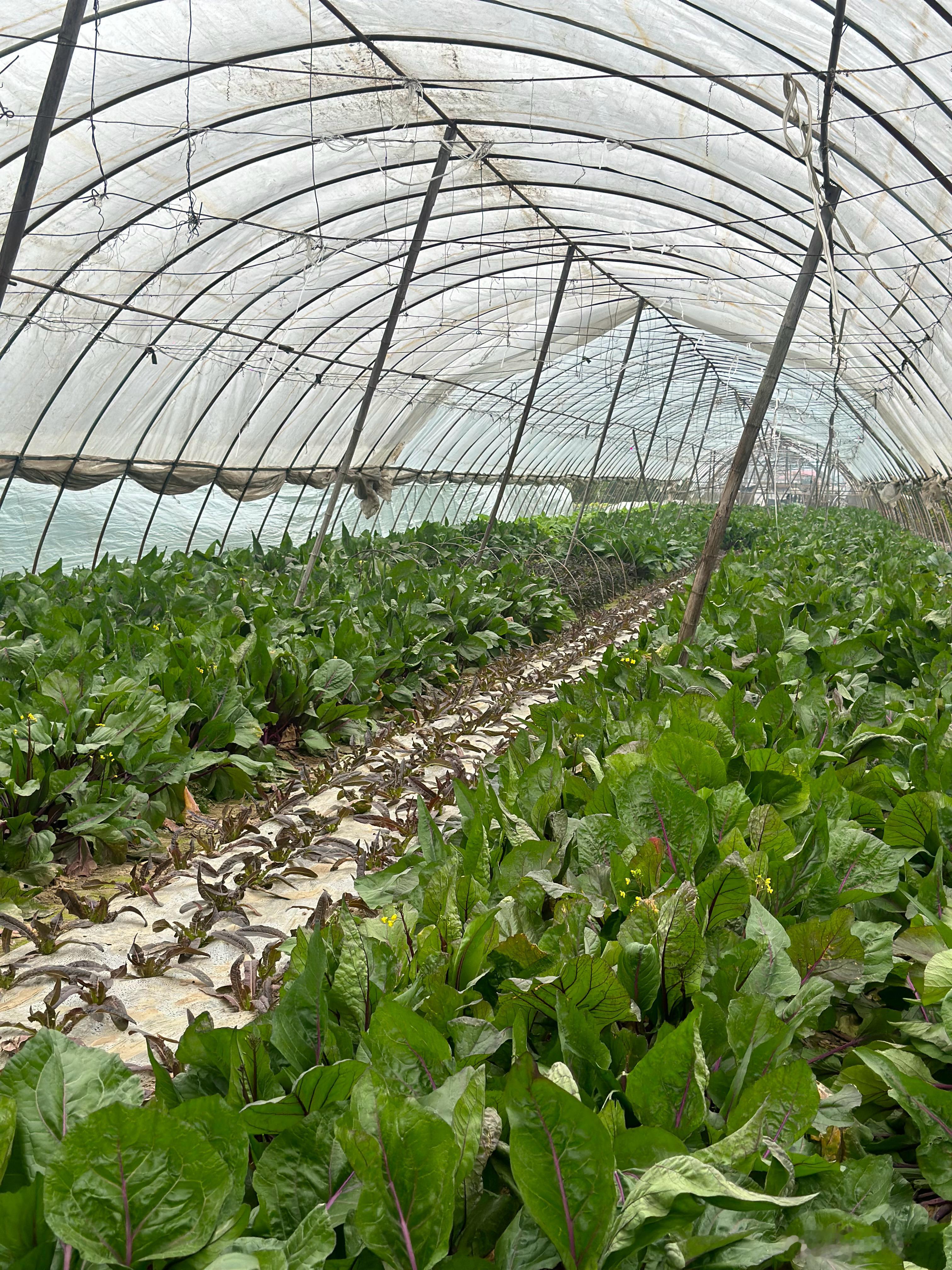 每周都有回去采摘些蔬菜回来，现在是湖北人吃菜苔的季节。天冷了，来采摘的人一下子变