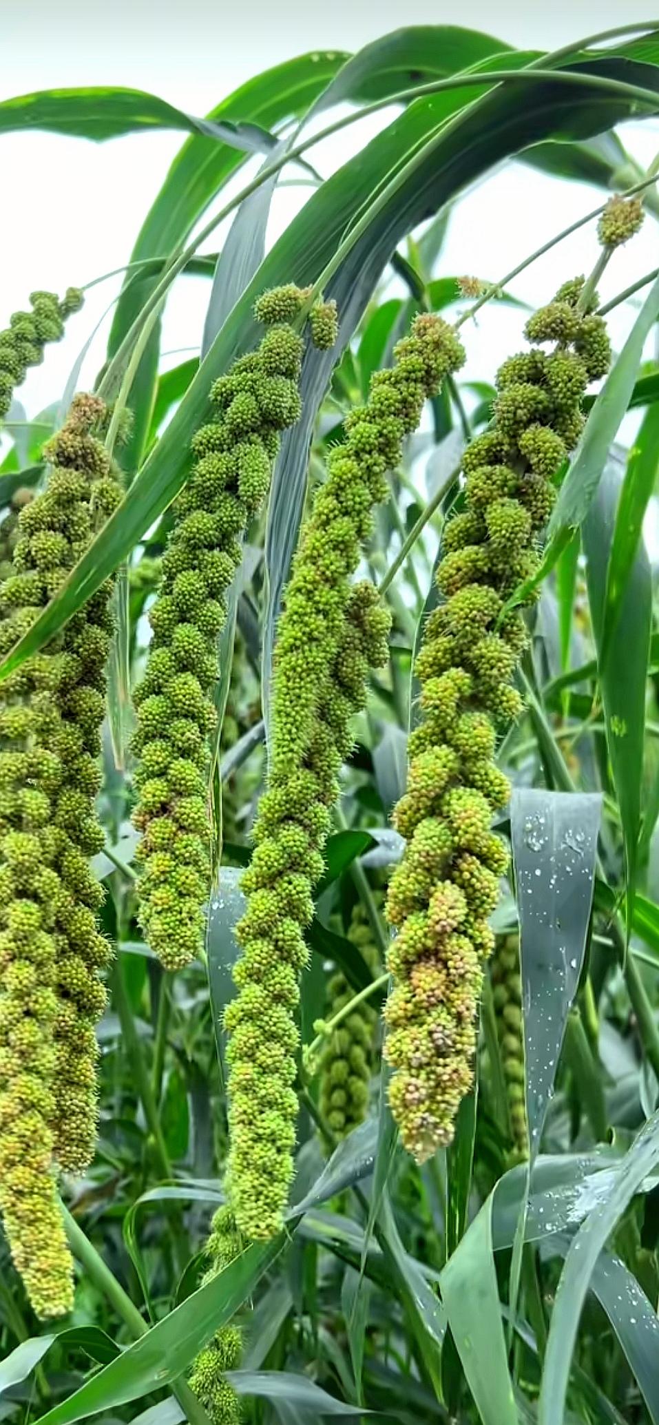 土地不语，给人万般期许。芝麻循枝次第绽放，硕果盈枝。小米生于原野，渺小却